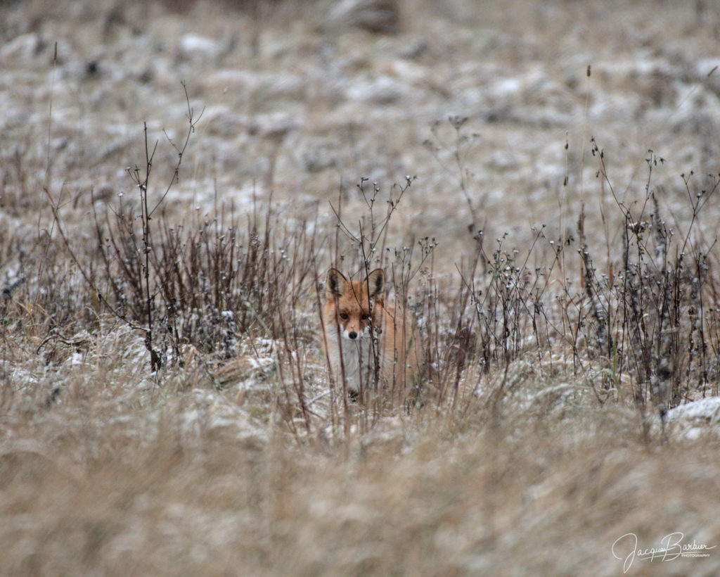 Fox believes to be invisible