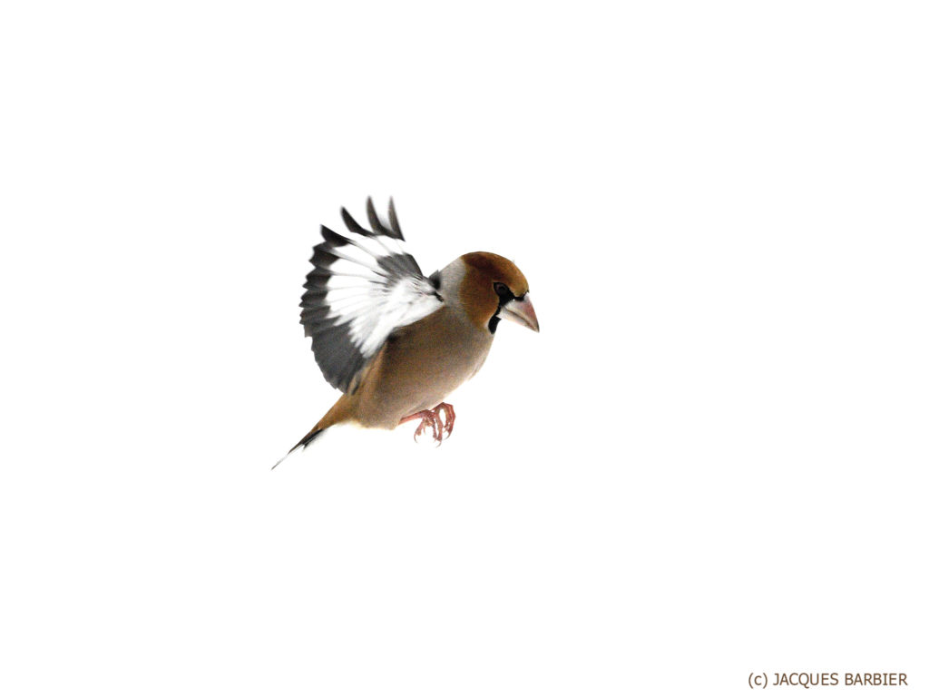 Hawfinch (Coccothraustes)