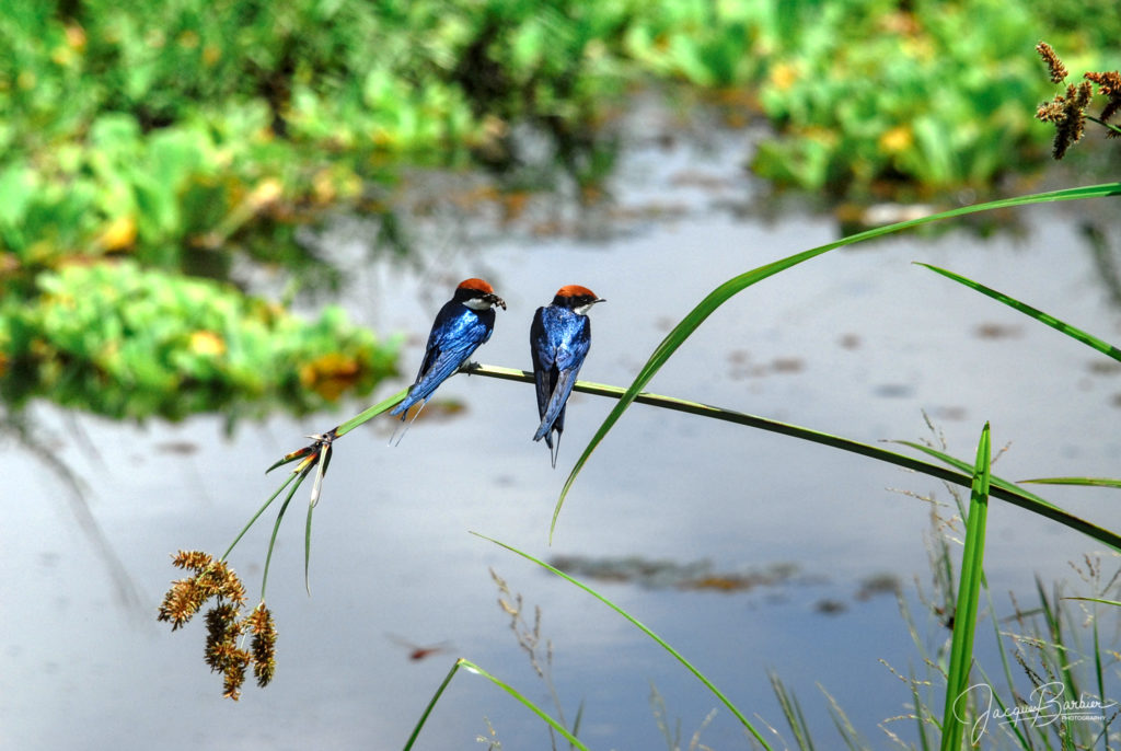 Couple of Wire-tailed Swallows