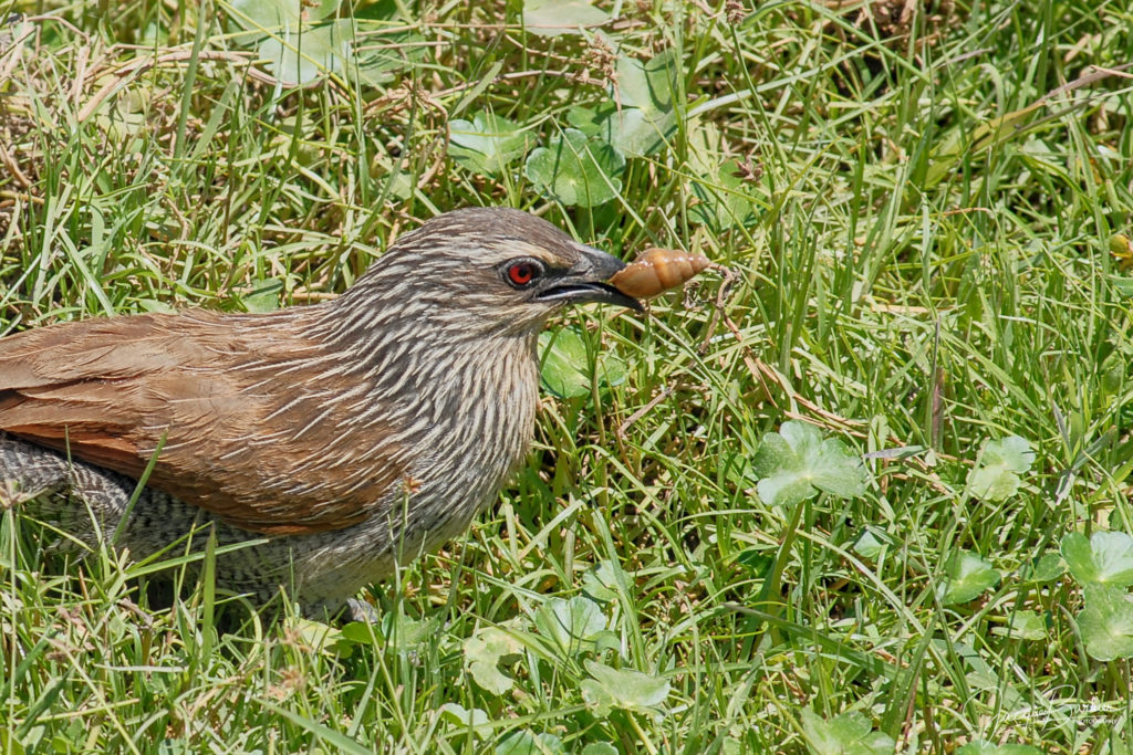 White-browed Coucal and its lunch