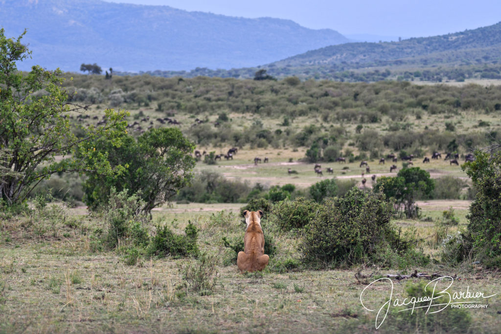 Lioness overlooking Wildebeests herd