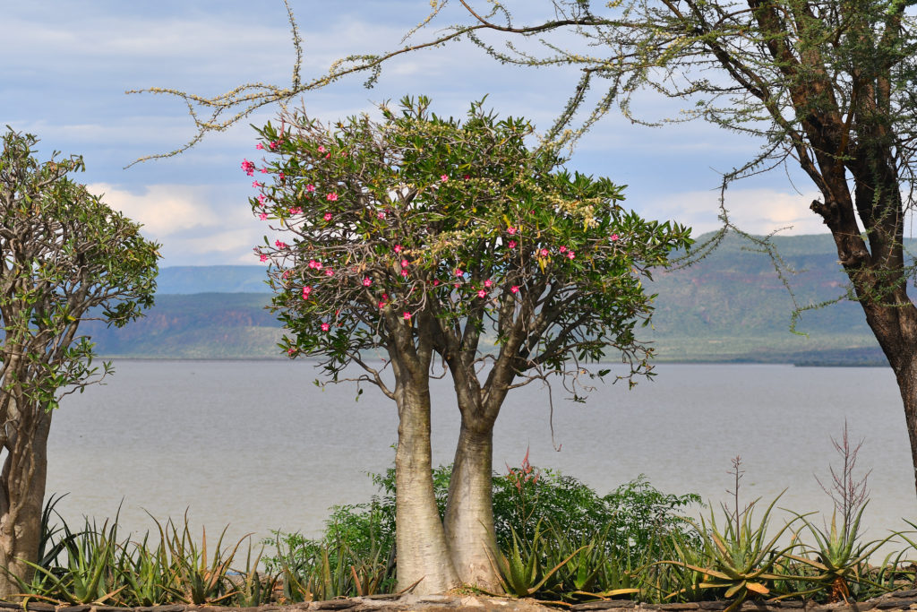 View on Baringo Lake (Kenya)