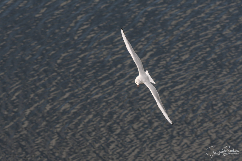 Gliding Seagull