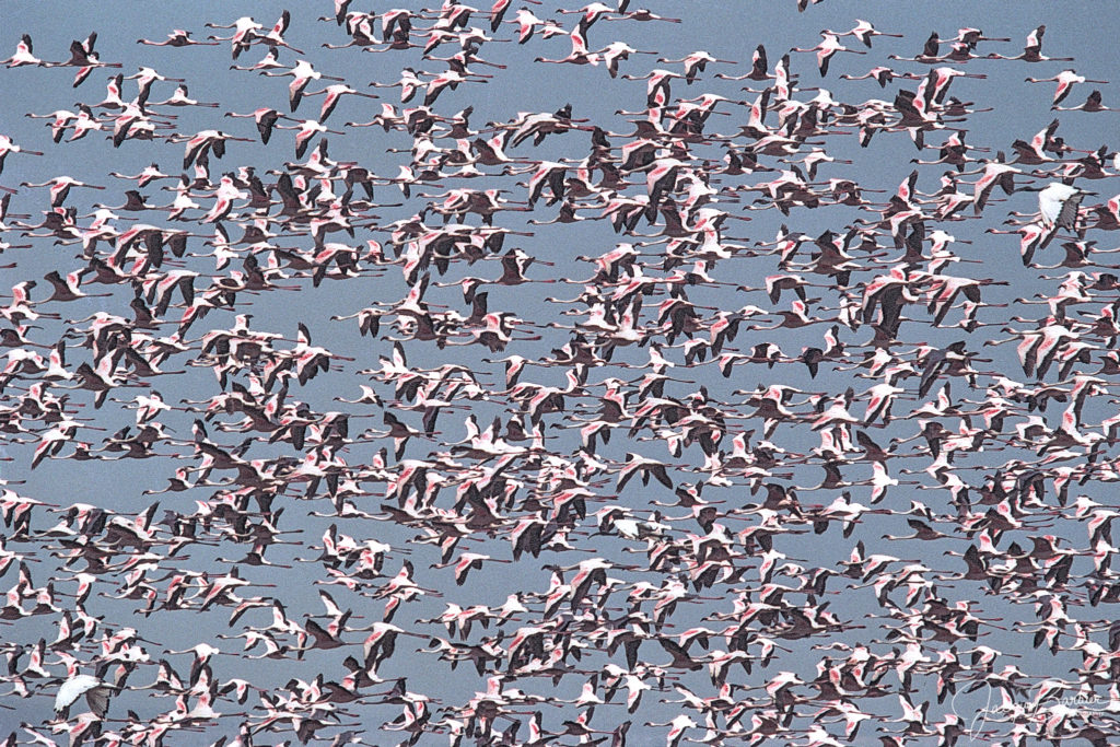 Flamingos in the sky