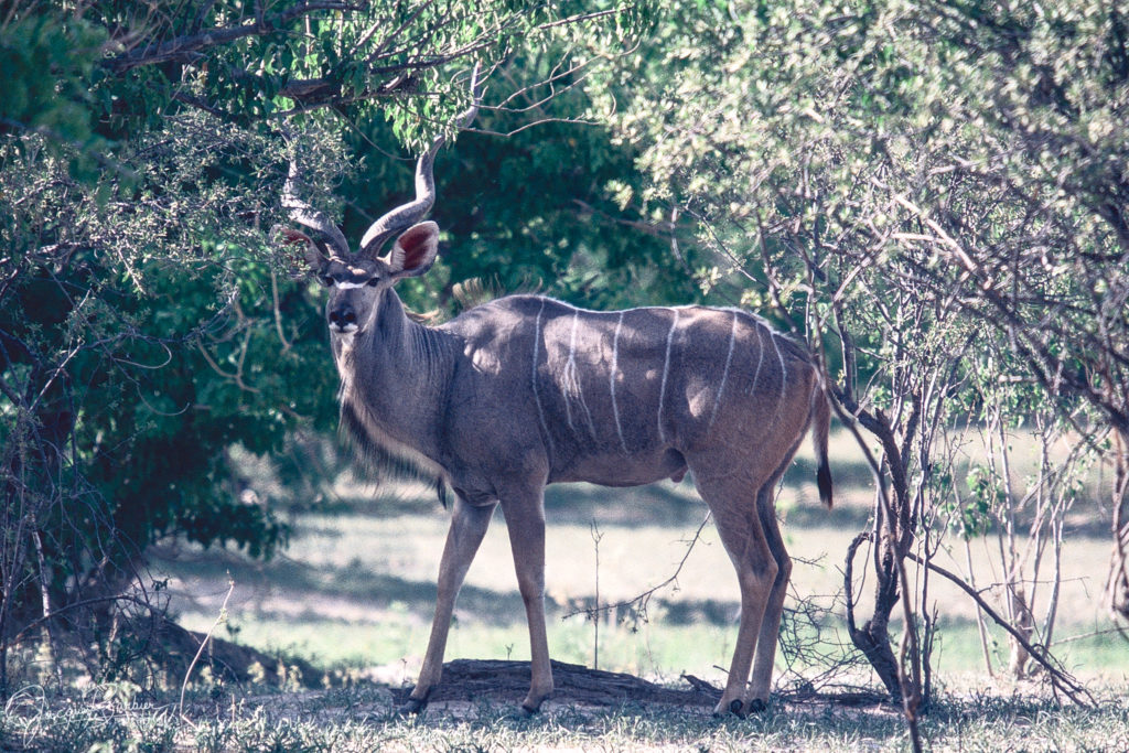 Grand Kudu
