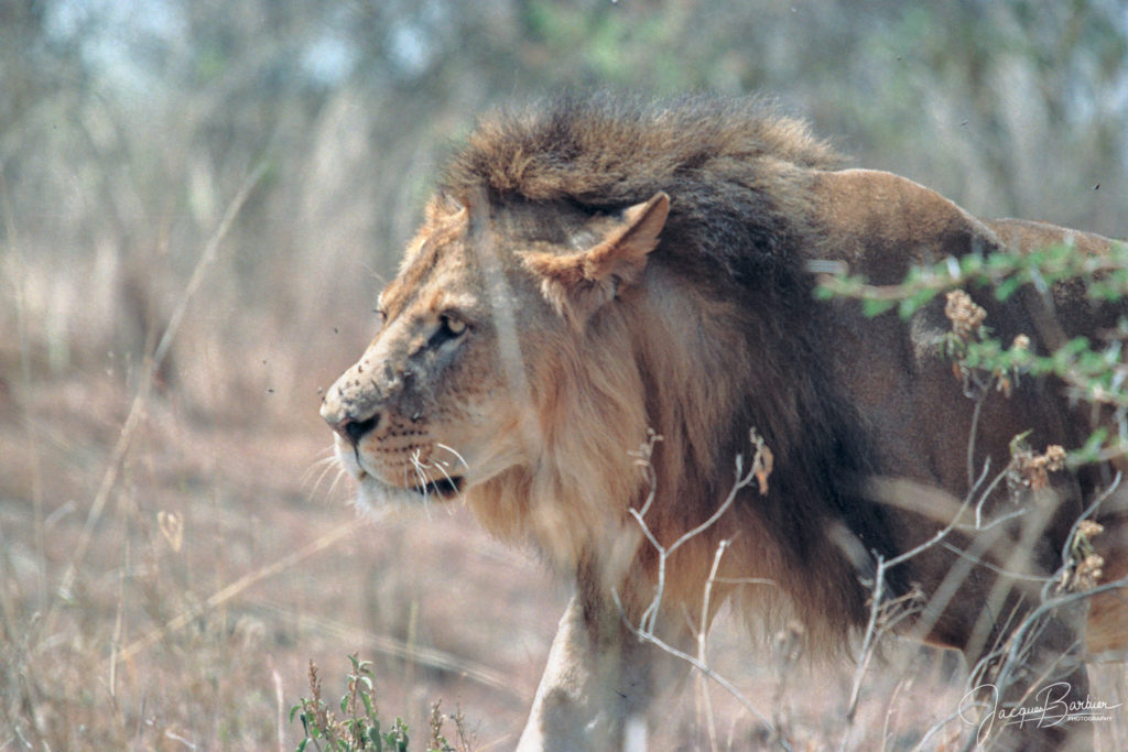 Lion profile