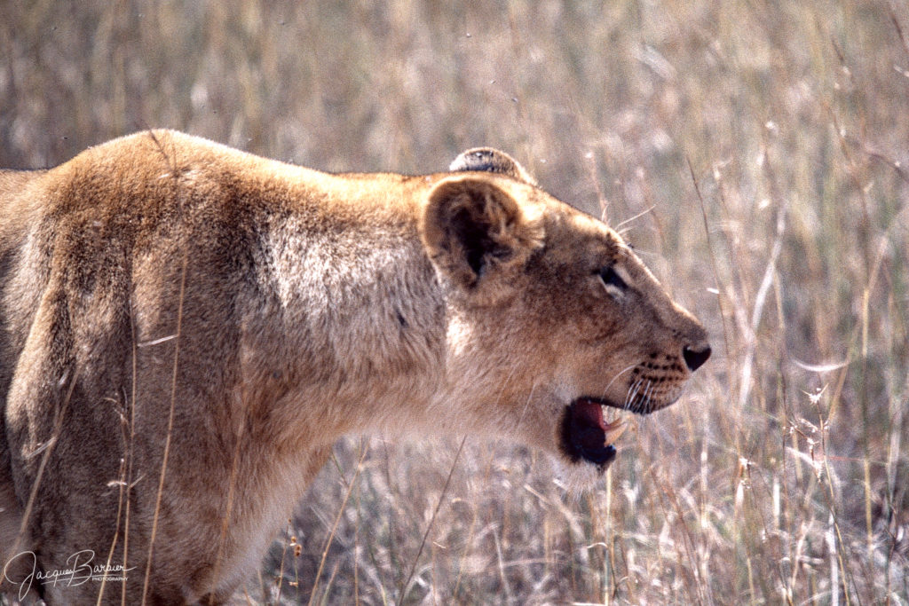 Lioness profile