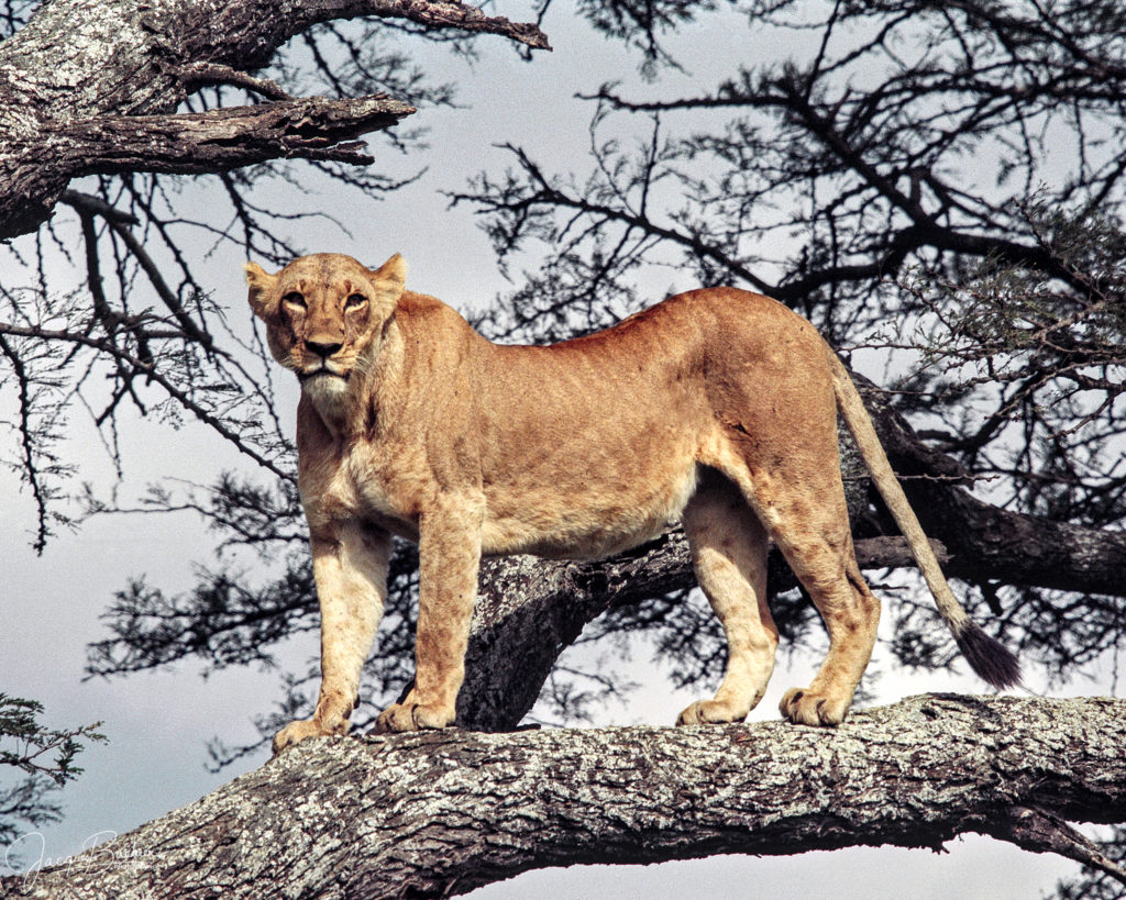 Lioness standing in tree