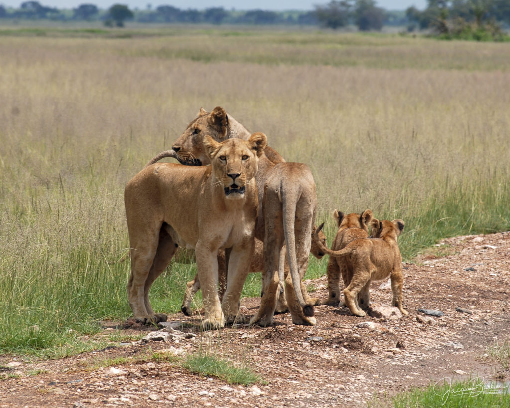 Lions group