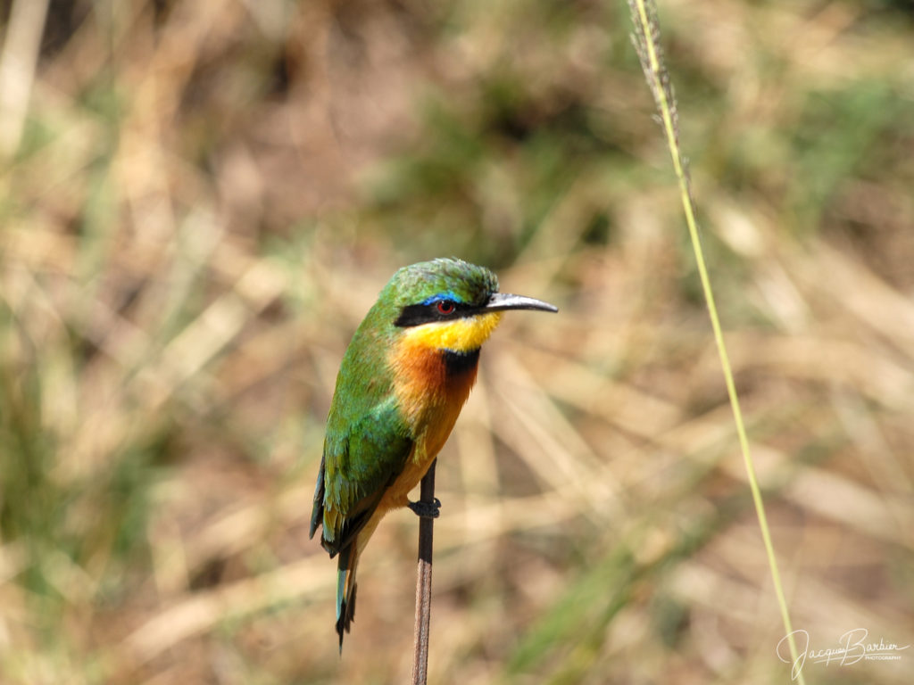 Swallow-tailed bee eater