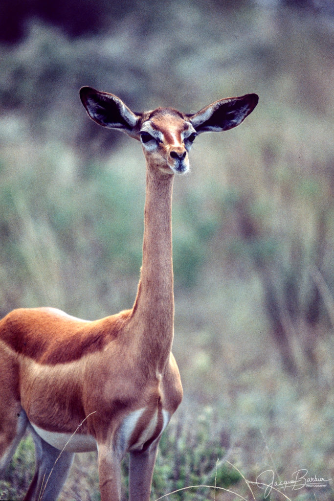 Waller's gazelle