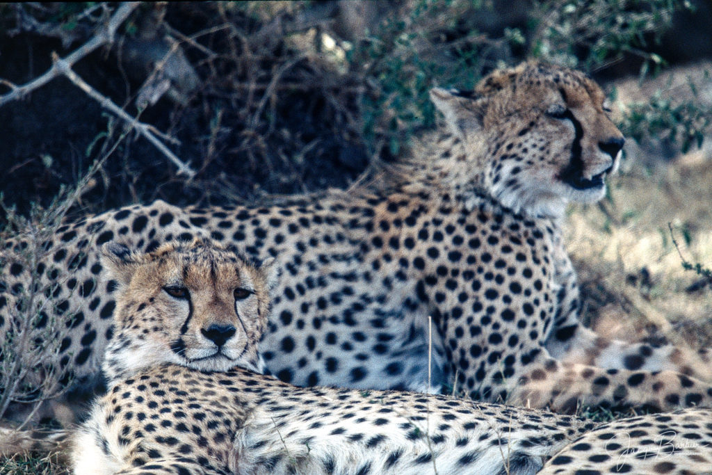 Cheetahs resting