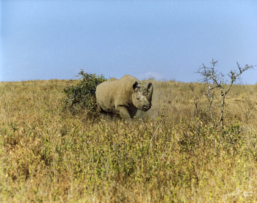 Charging rhino