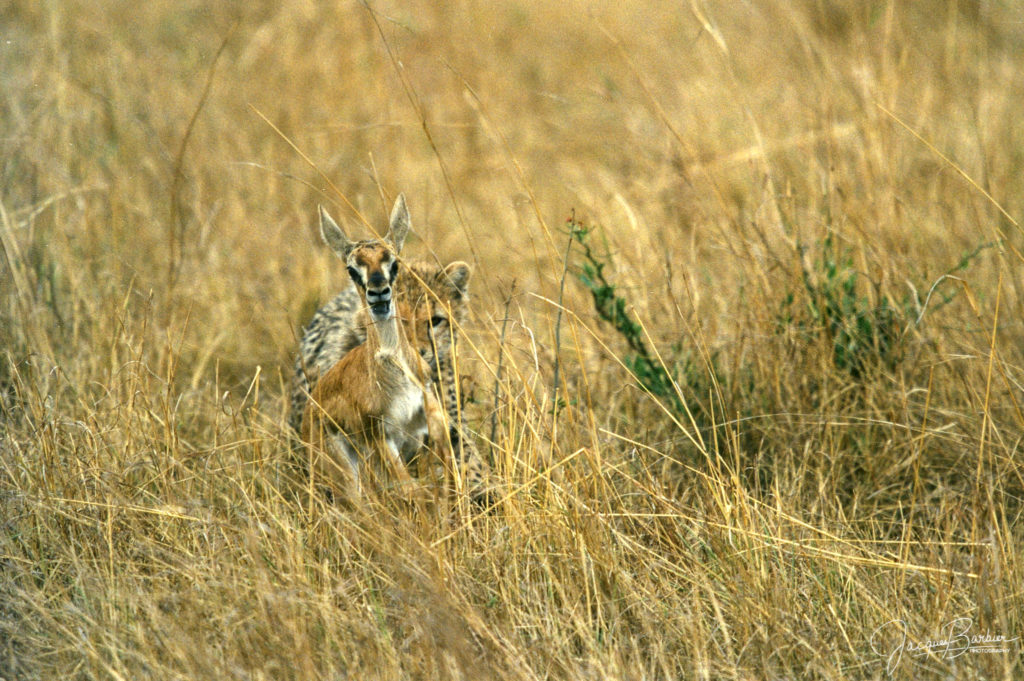 Young cheetah hunting a Thompson gazelle